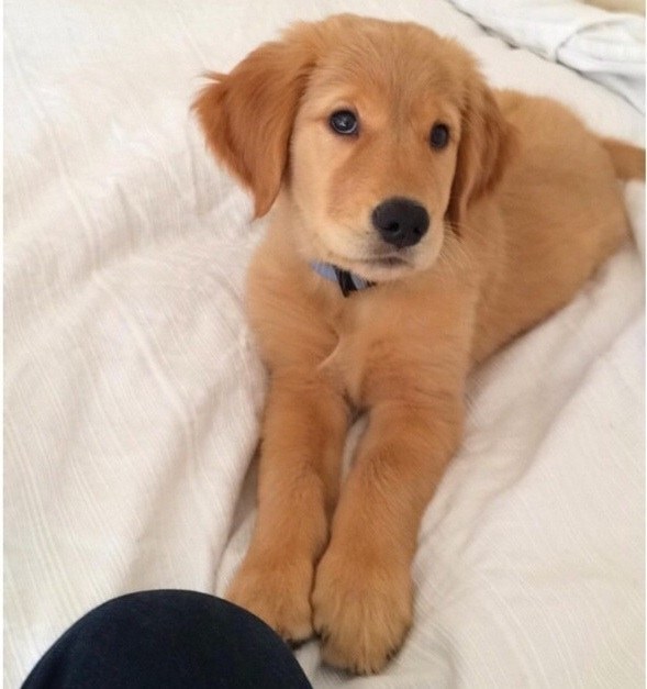 Hayatı Anlamaya Çalışan 18 Meraklı Yavru Köpek 5